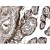 Immunohistochemistry-Paraffin: MMP12 Antibody (MM0025-7G20) [NB110-60991] - Formalin fixed and paraffin embedded normal human placenta tissue is subjected to mouse anti human MMP-12.